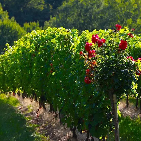 Chateau De Mazelieres