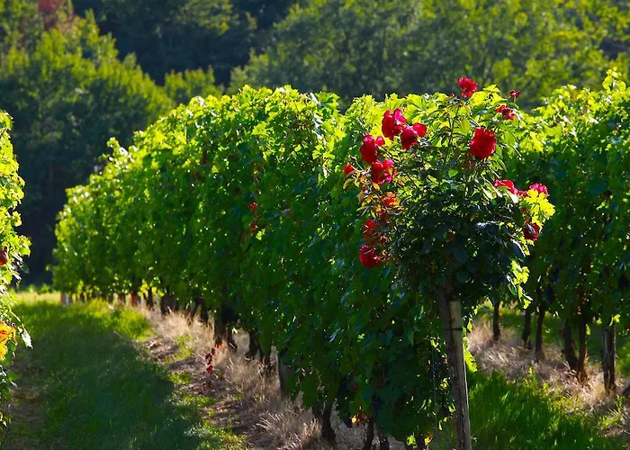 Chateau De Mazelieres